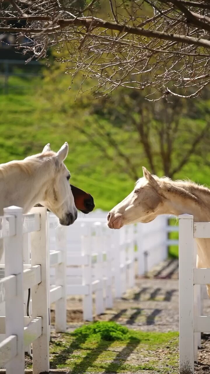 Two palomino horses are reaching over white fencing to greet each other, the tip of a bay horse can also be seeing trying to reach for them at an equestrian center in Pleasanton, CA