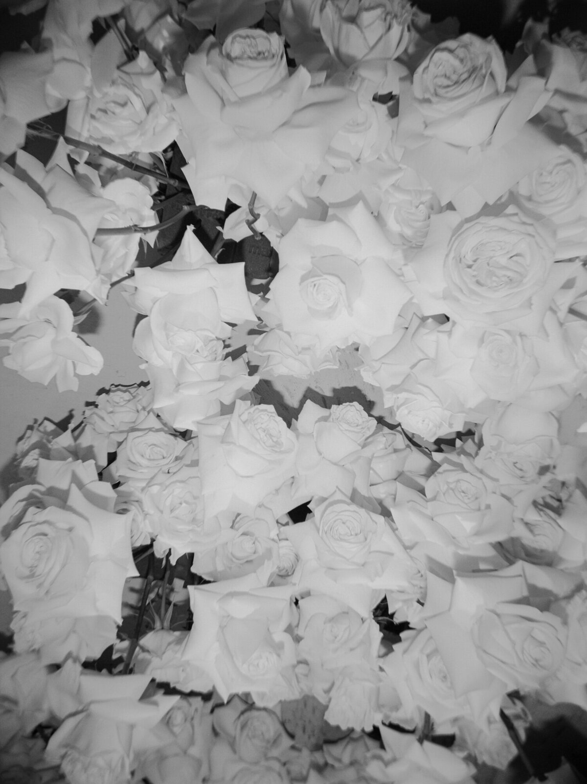 abundant white roses captured on film with flash, editorial florist brand photos