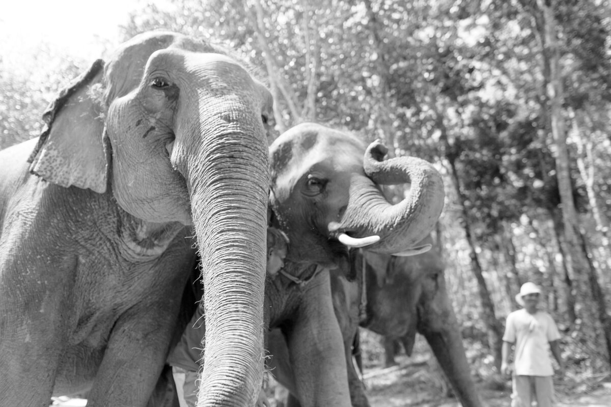 2017July-ChiangMai-Phuket-Thailand-0348
