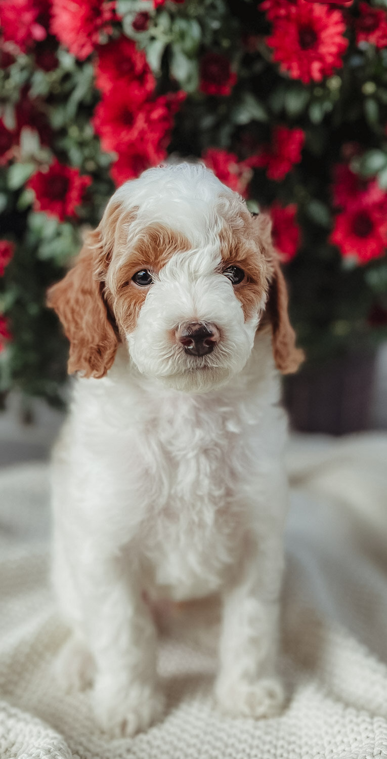 Salish Sea Miniature Poodles--138