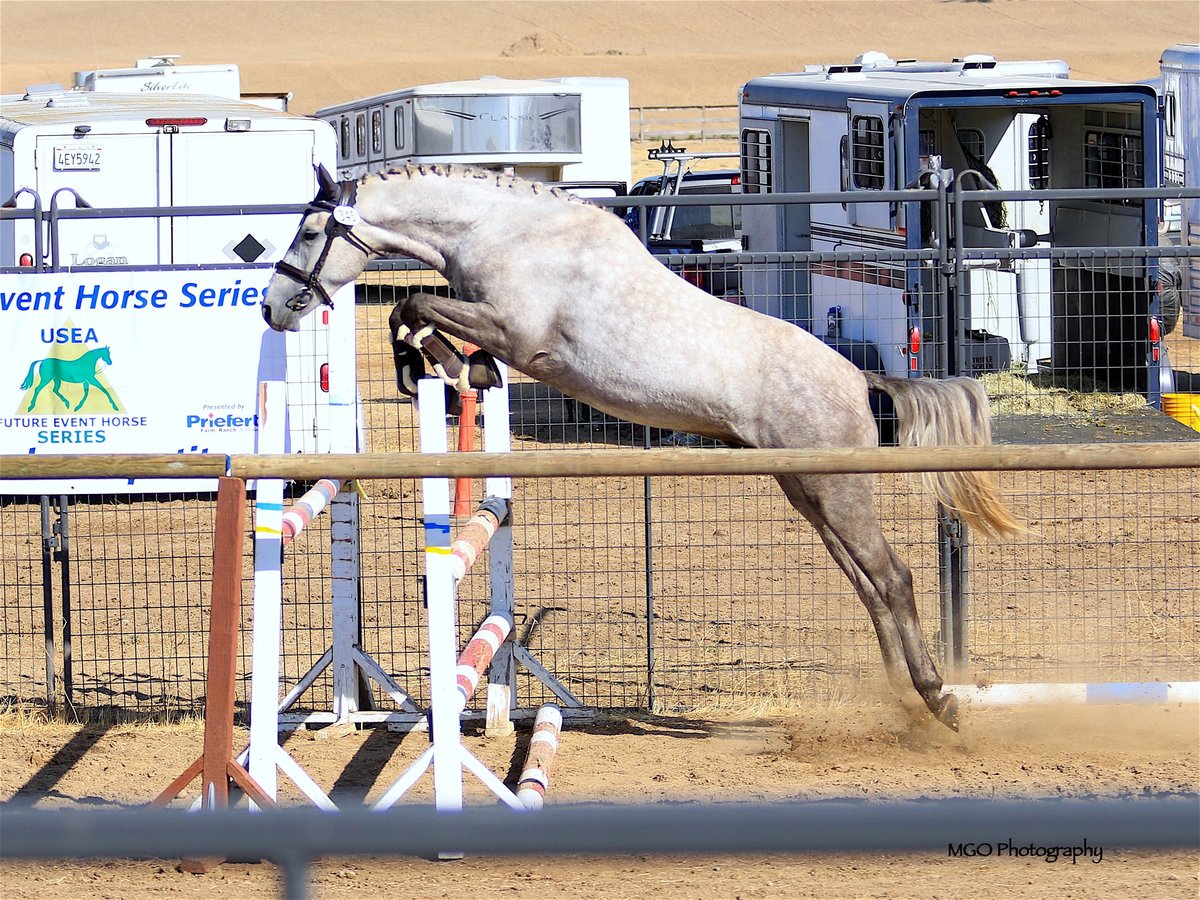 Icewaters Celtic Express of Redbud Ranch