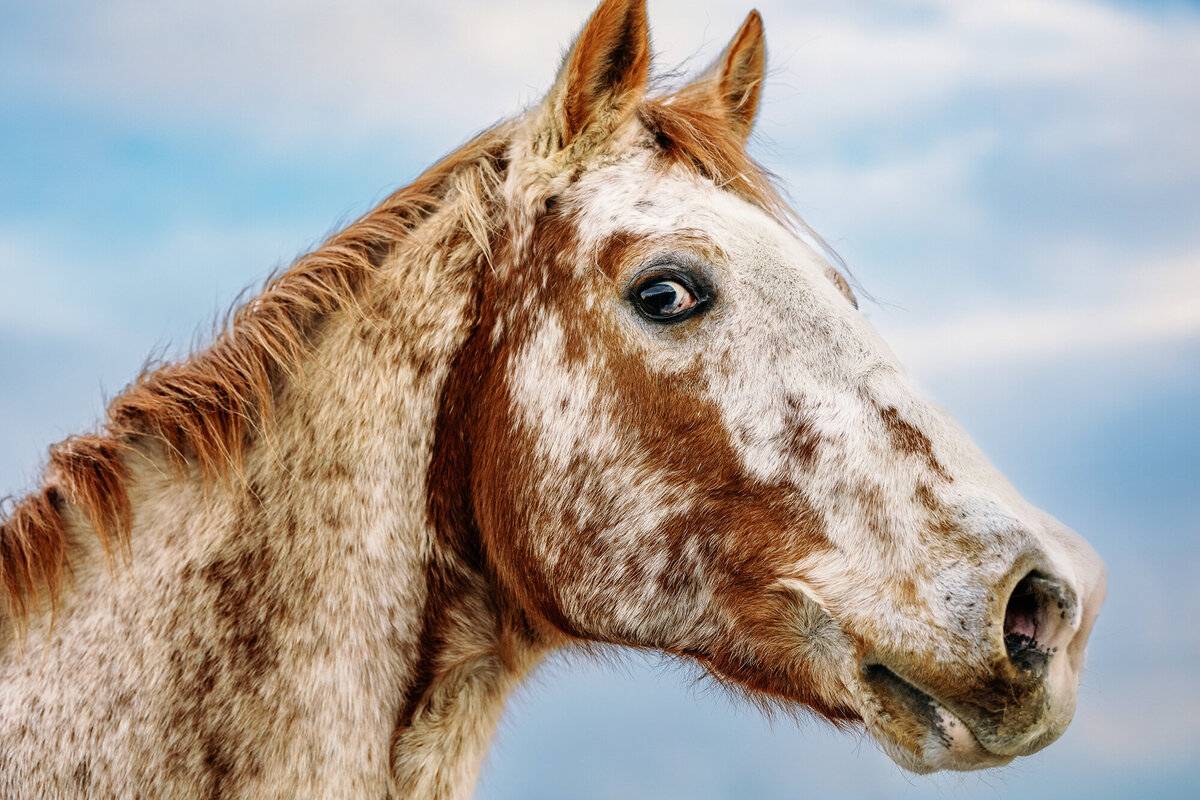 AnabelleHorse_proofs_118 copy