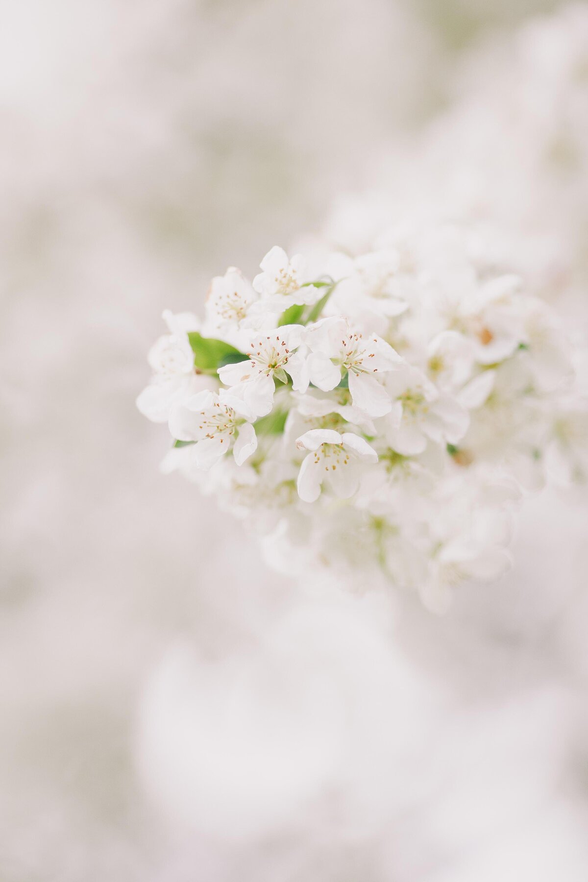 LIZZY+BLANE_0255