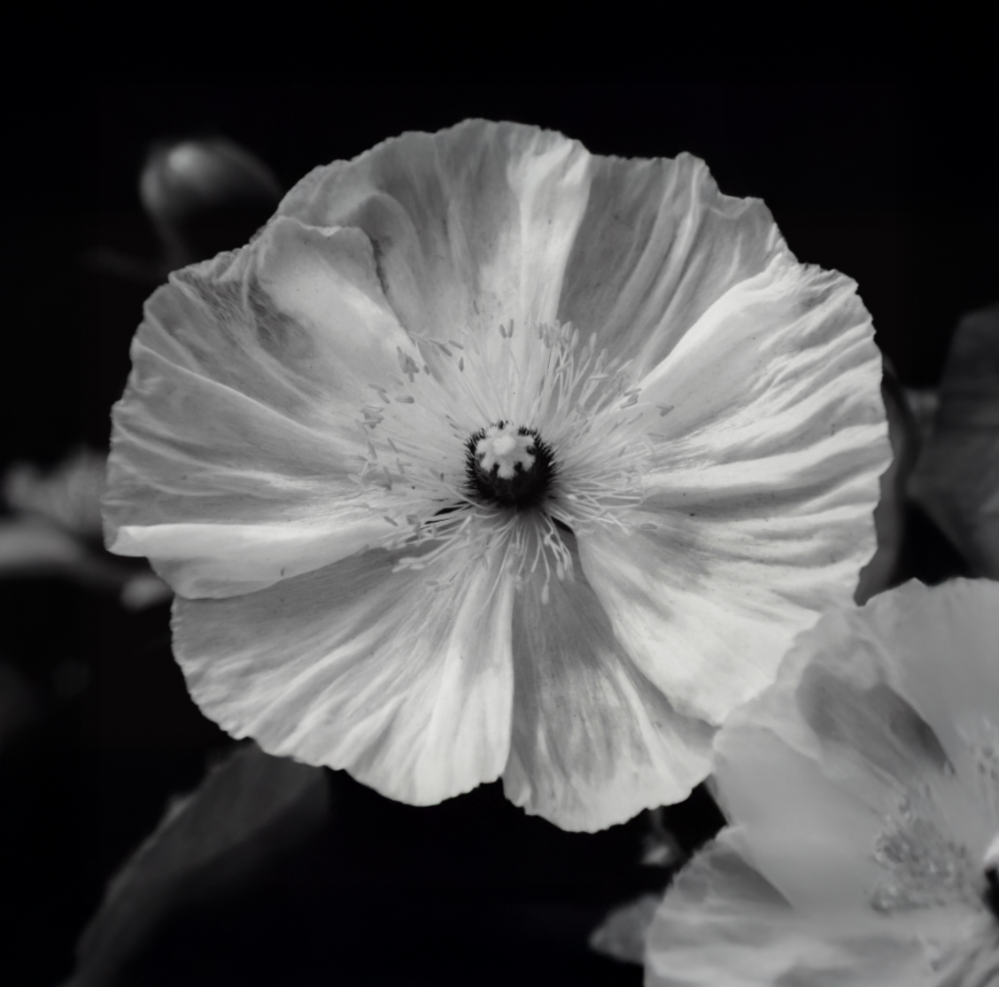 Screenshot 2025-09-26 at 8.46.41 AM