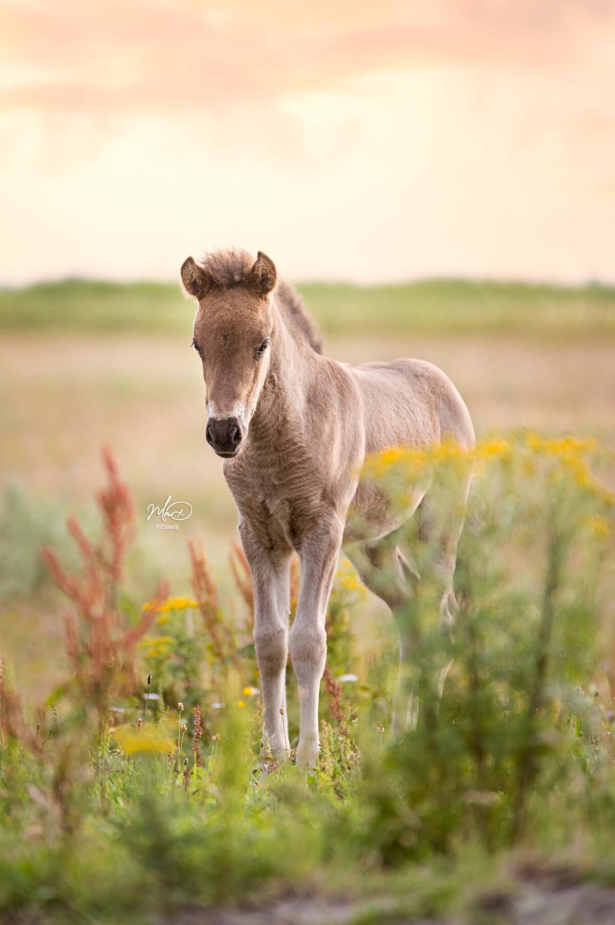 paardenfotograaf friesland-11