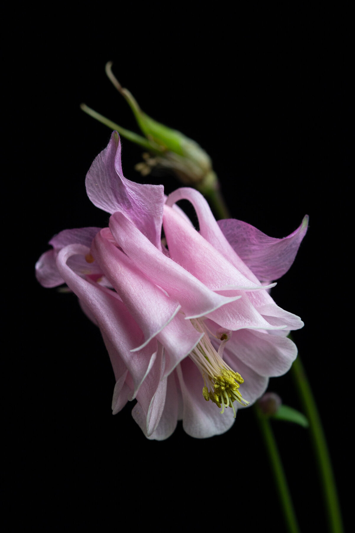 columbine_0209