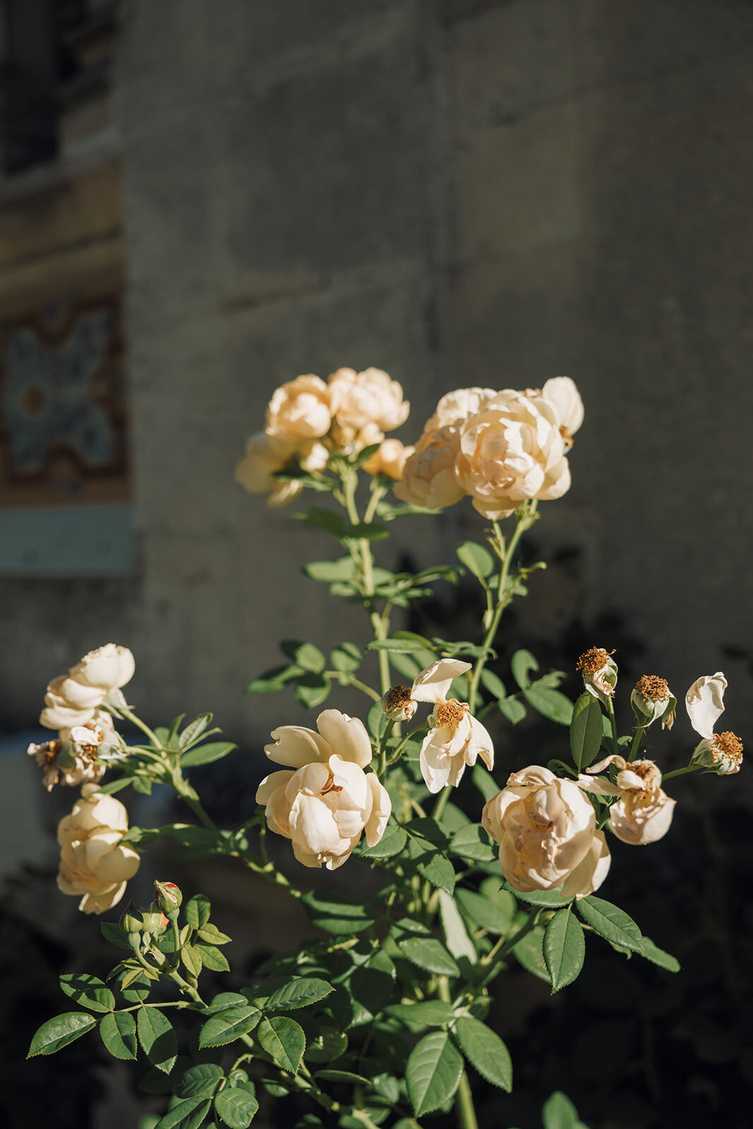 Chateau Charente_21