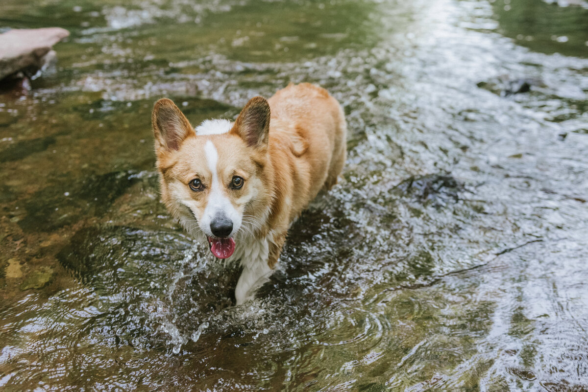 nj-pet-photographer-river-session
