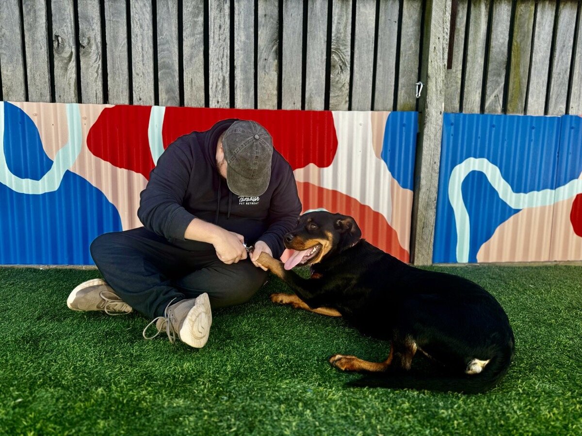 Paradise Pet Retreat Dog Training