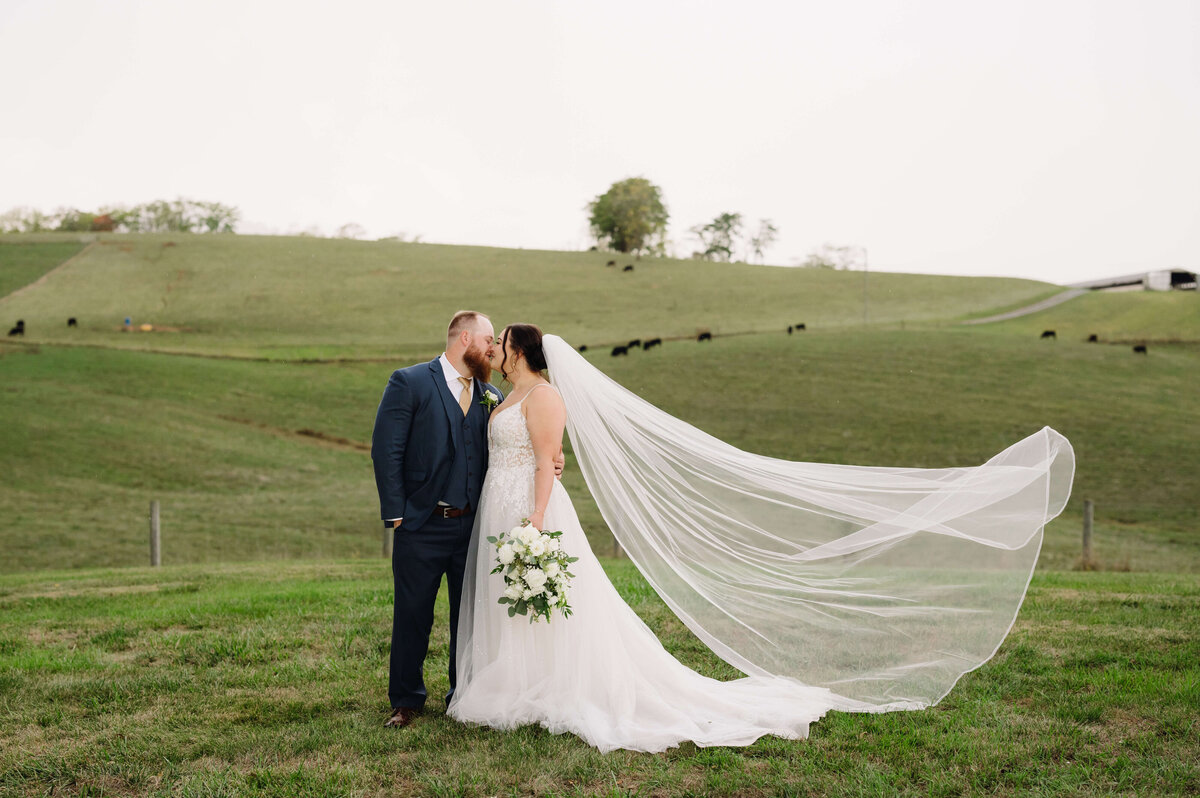 Shenandoah National Park wedding at Sunny Slope Farm with man holding his bride as her veil blows in the wind with rolling hill behind them with black cows scattered throughout