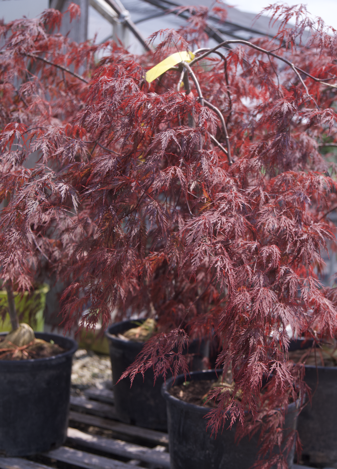 Screenshot 2025-07-21 at 12.20.21 AM