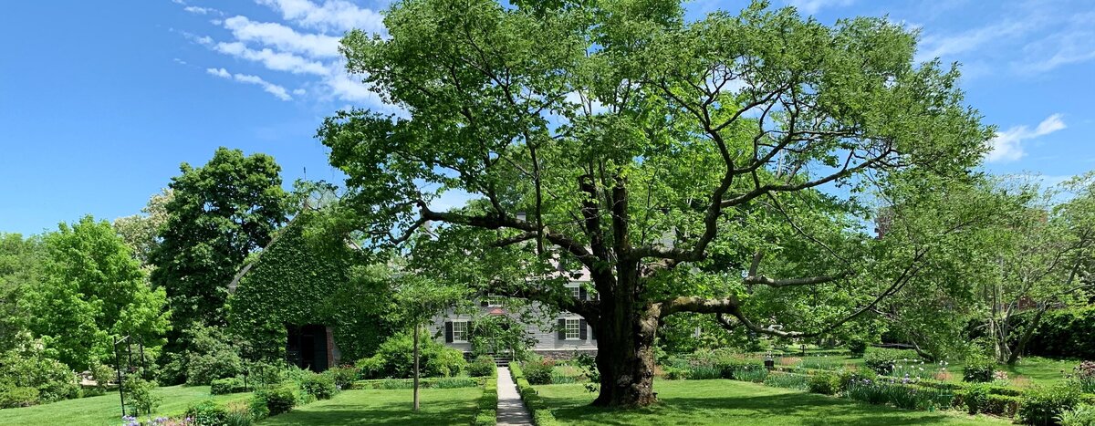 tree at Peacefields