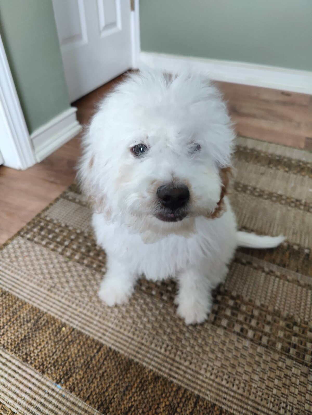 Small Country Mini Doodles Kansas City Cavapoos363597903_281196201583864_5417495112955695497_n