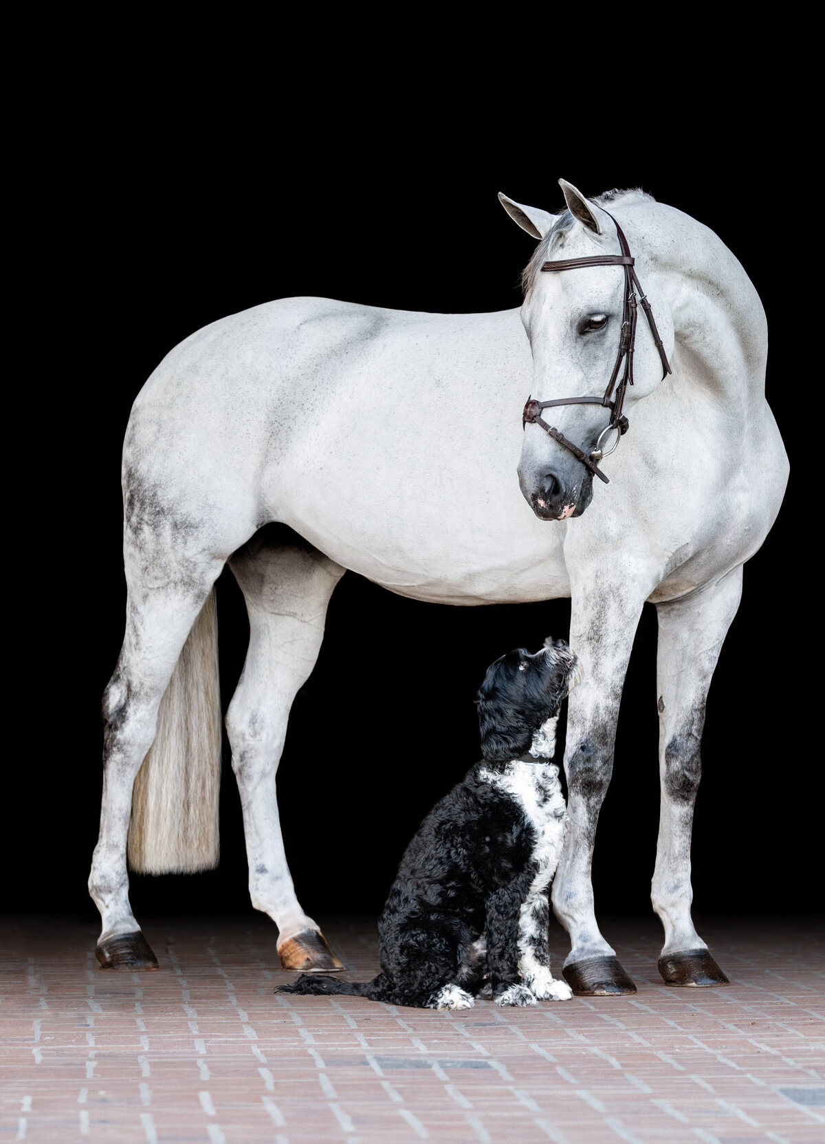 Black background Horse and dog photos in Birmingham Alabama
