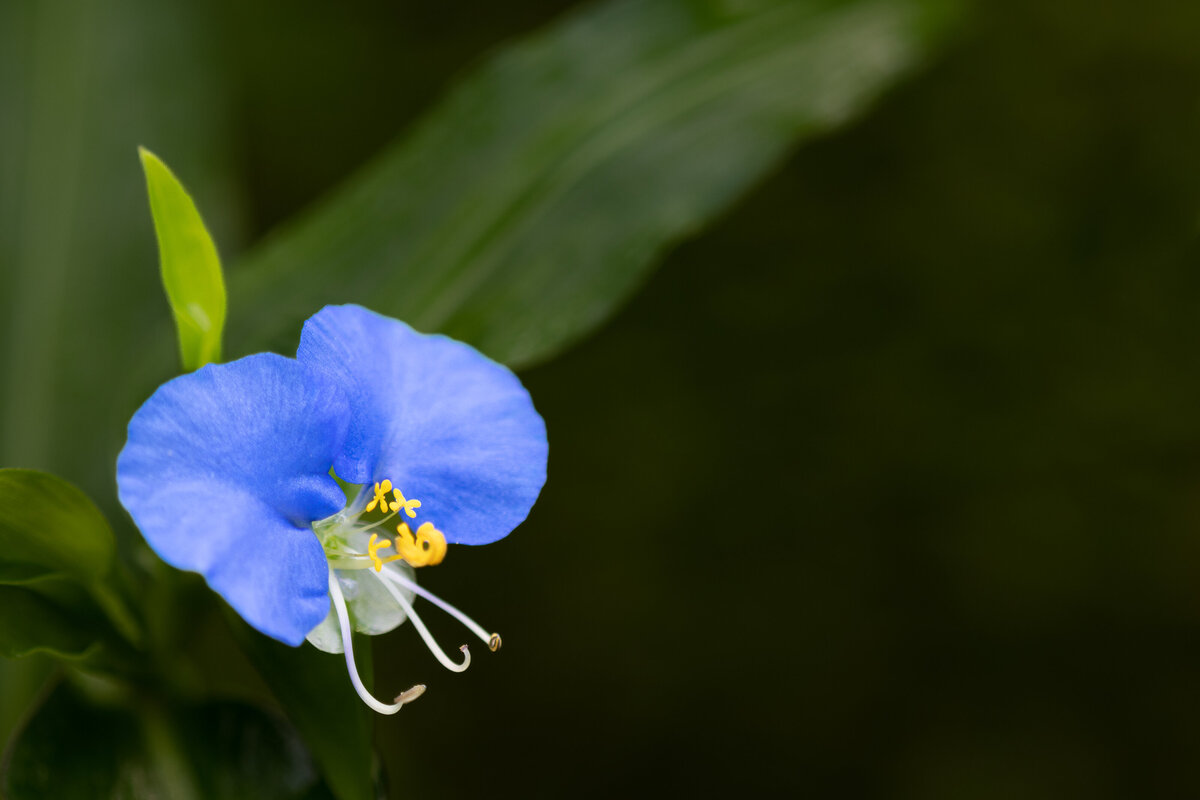 dayflower_4354
