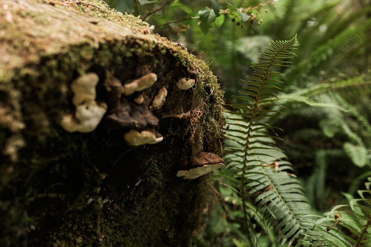 Olympic National Park Elopement  - Tara Nichole Photo - 2023 - Kyle and Keaton-131