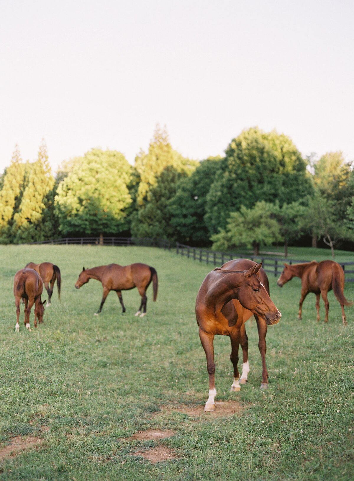 middleburg-virginia-equestrian-horse-engagement-session-david-abel-097