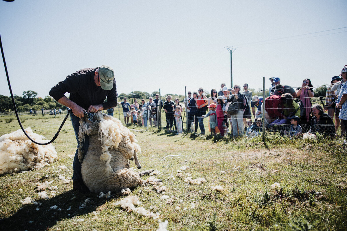 Tonte de moutons ferme de Renouville