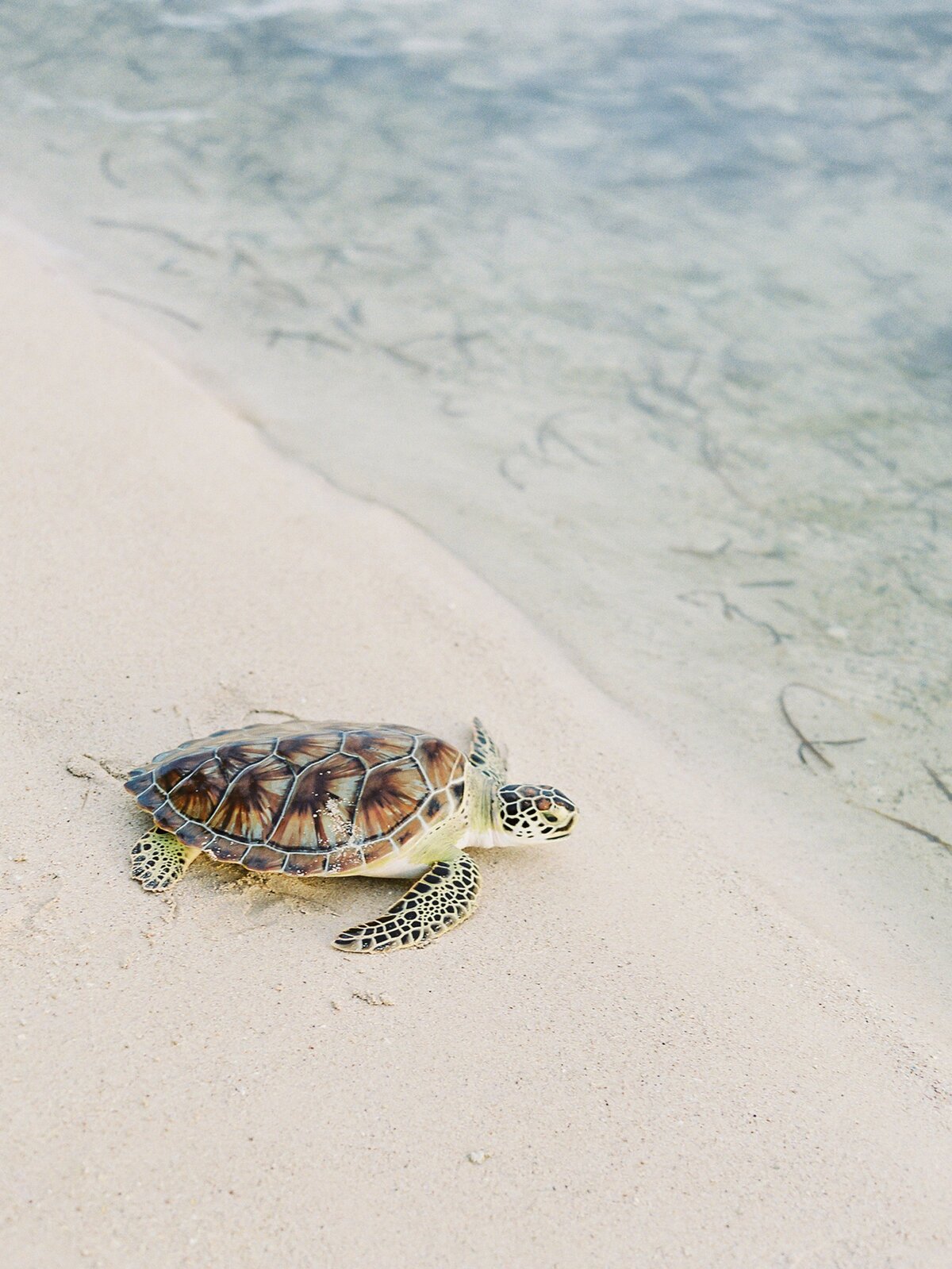 Fine Art Film Wedding Photographer Vicki Grafton Photography grand Cayman Destiantion Caribbean Luxury Villa 52