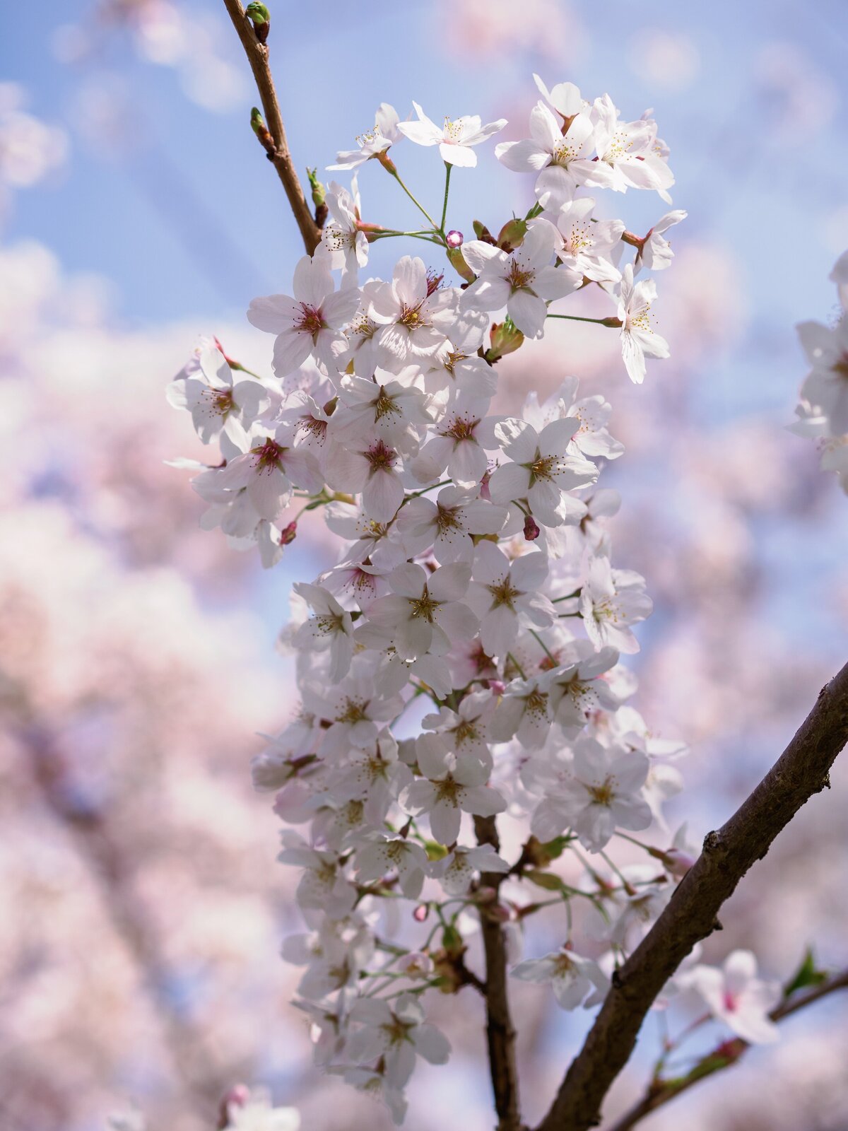 christchurch-botanic-gardens-spring-cherry-blossoms-8