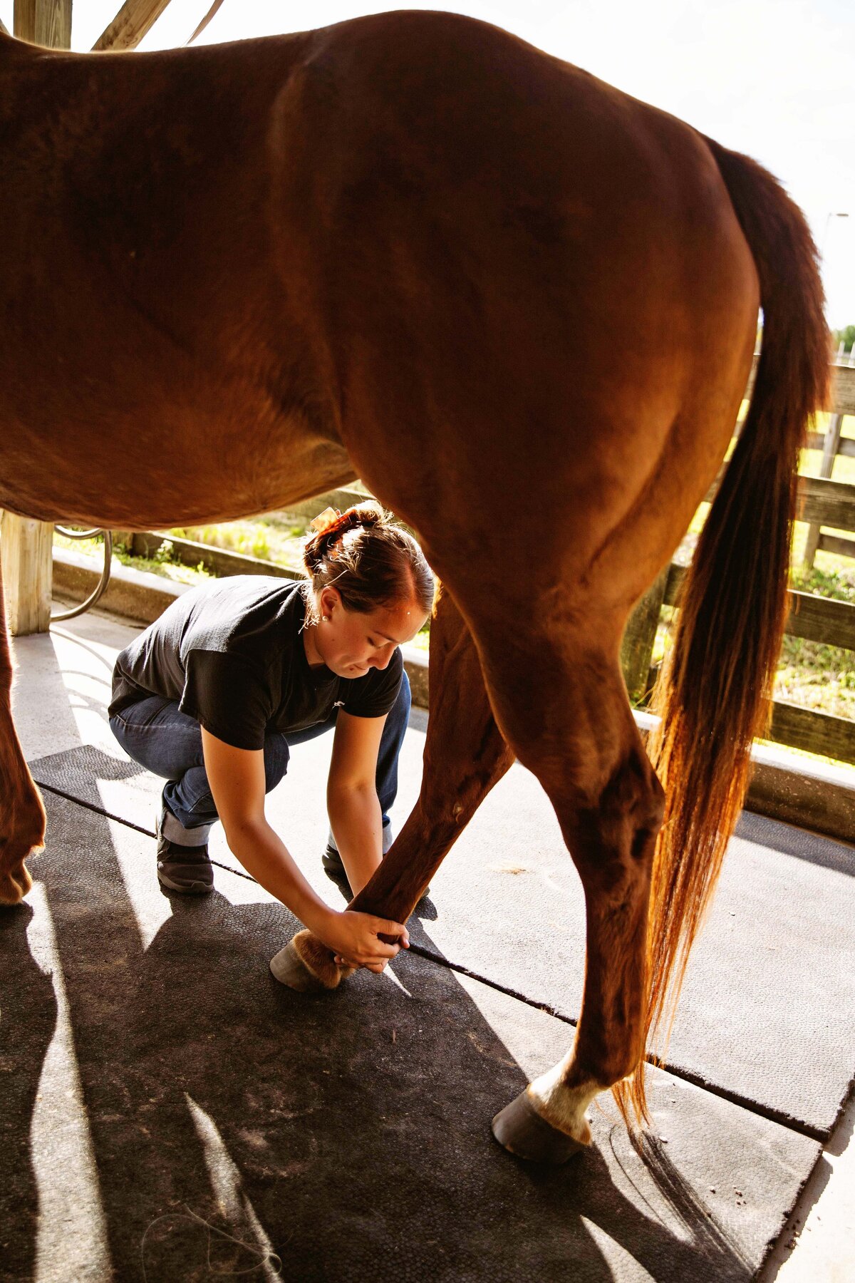 horse photographer - lynn dee photography