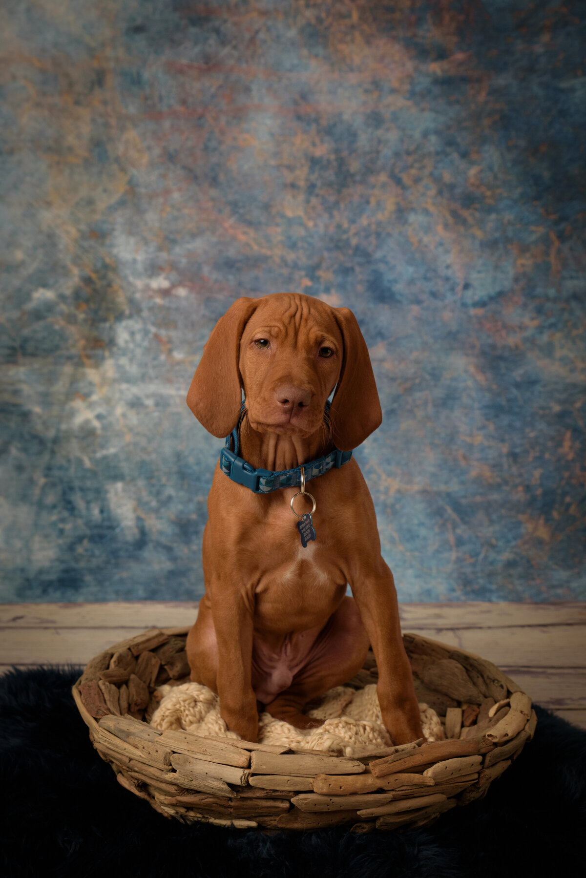 Adorable red male Vizsla puppy sitting in wooden bowl in front of a blue portrait background in my home studio near Green Bay, Wisconsin