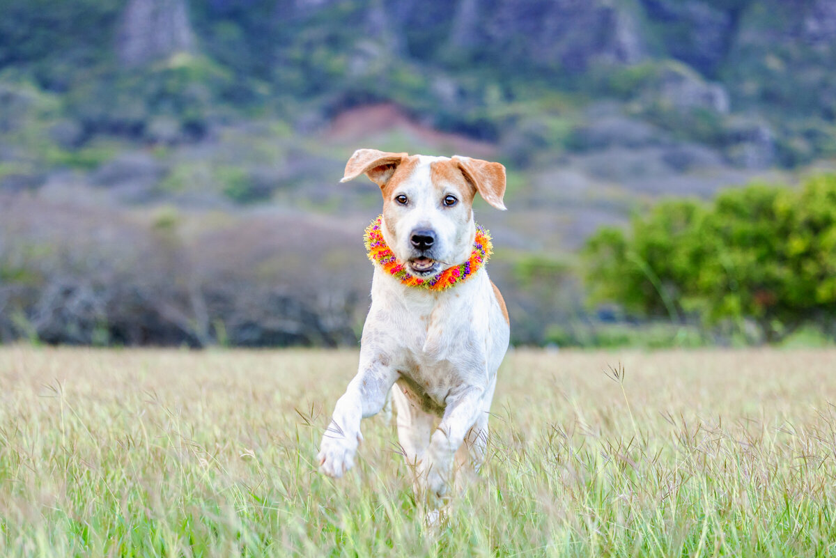 Hawaii Senior Dog Photography-46