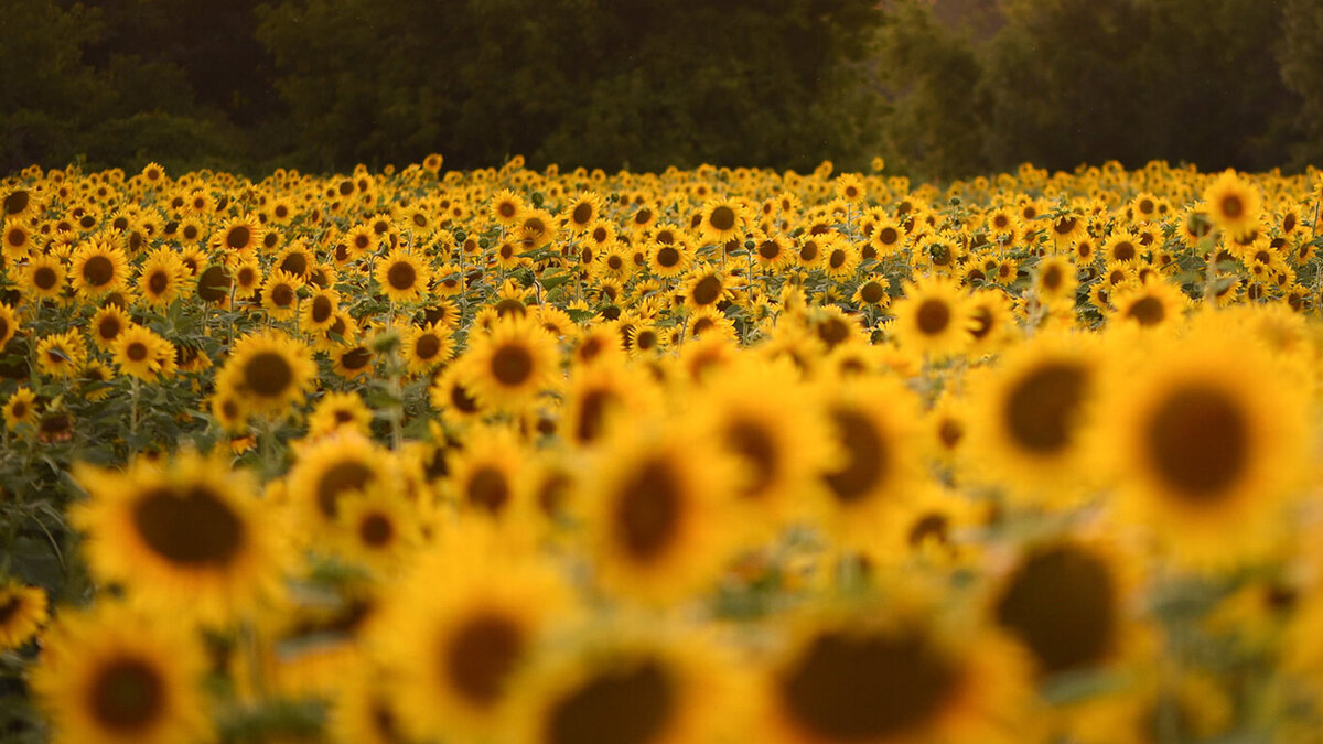 sunflowers