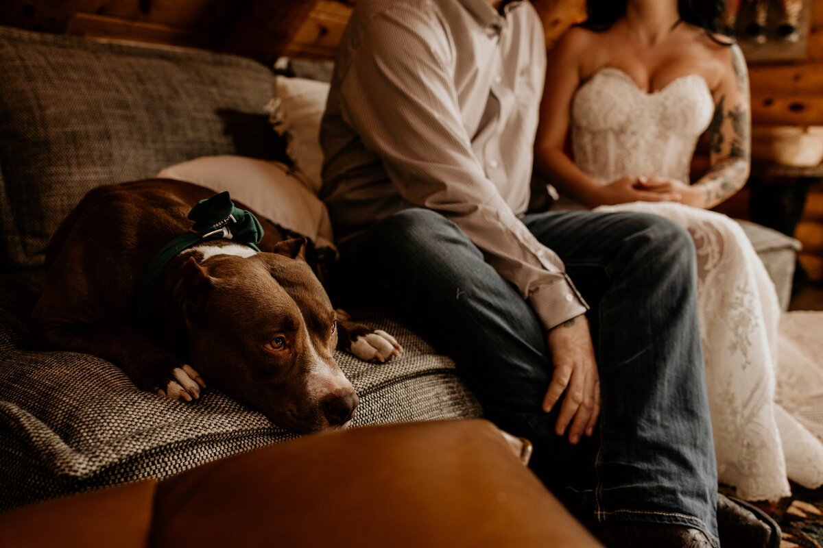 bride and groom sitting on a couch with their pit bull