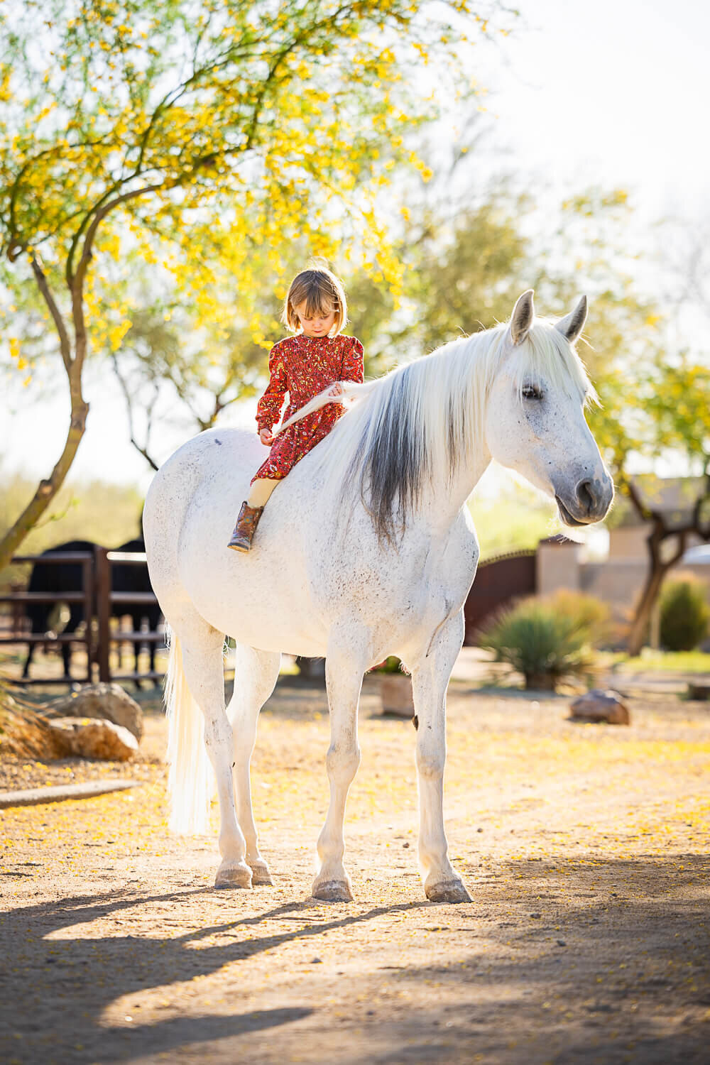 El-Paso-Texas-Horse-Photographer-084