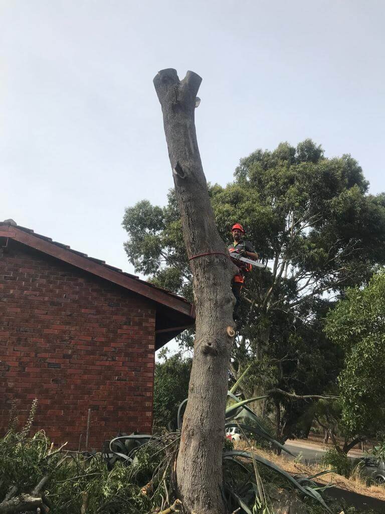 Evergreen Tree Services SA-Removal between Houses 002