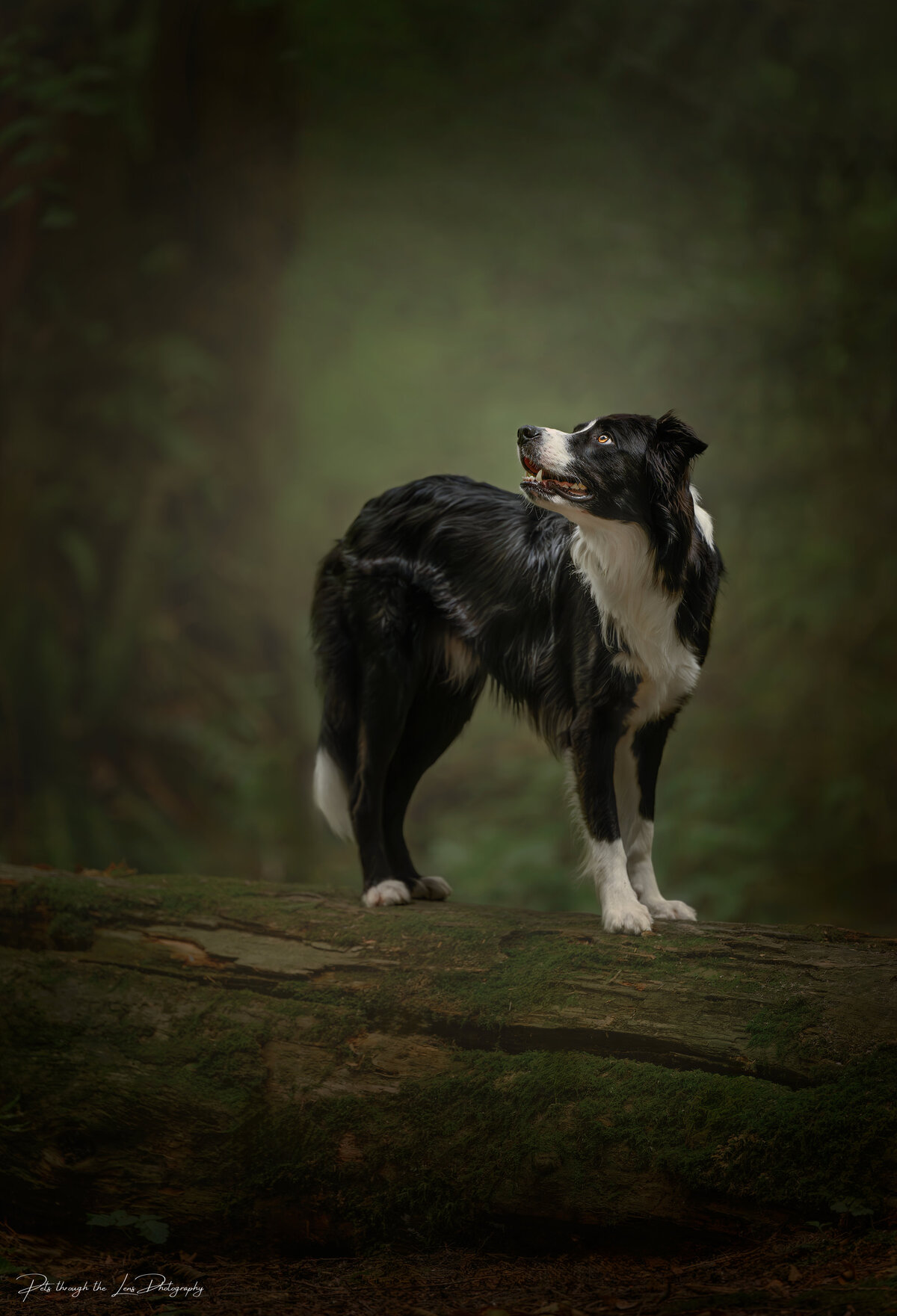 Outdoor Fine Art Dog Photography Vancouver by Pets through the Lens Photography