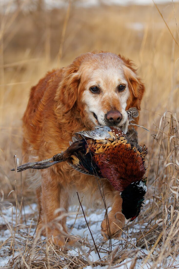 Appelgate-golden-retriever-puppies-Tess-7