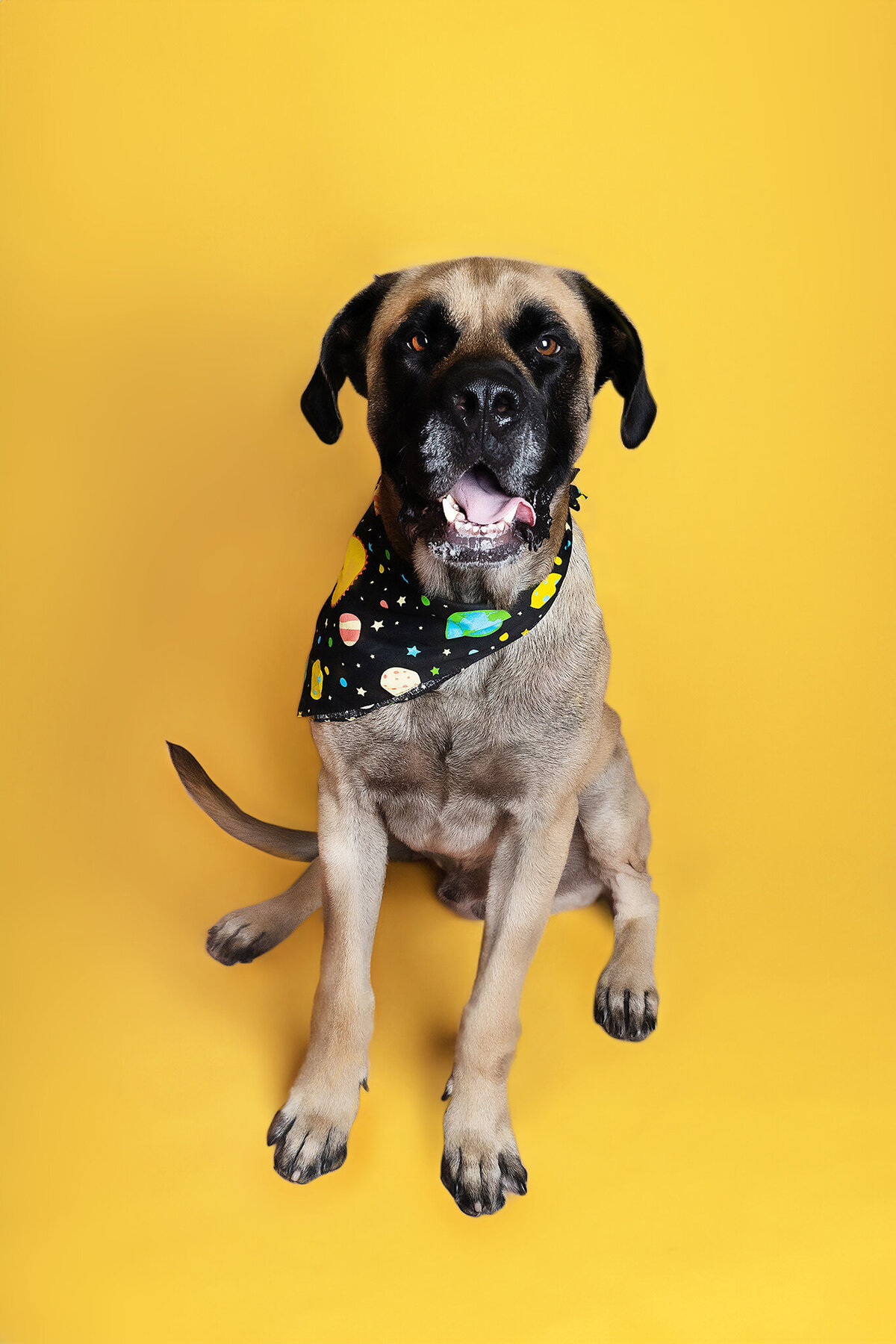 New Orleans Pet Photographer 84