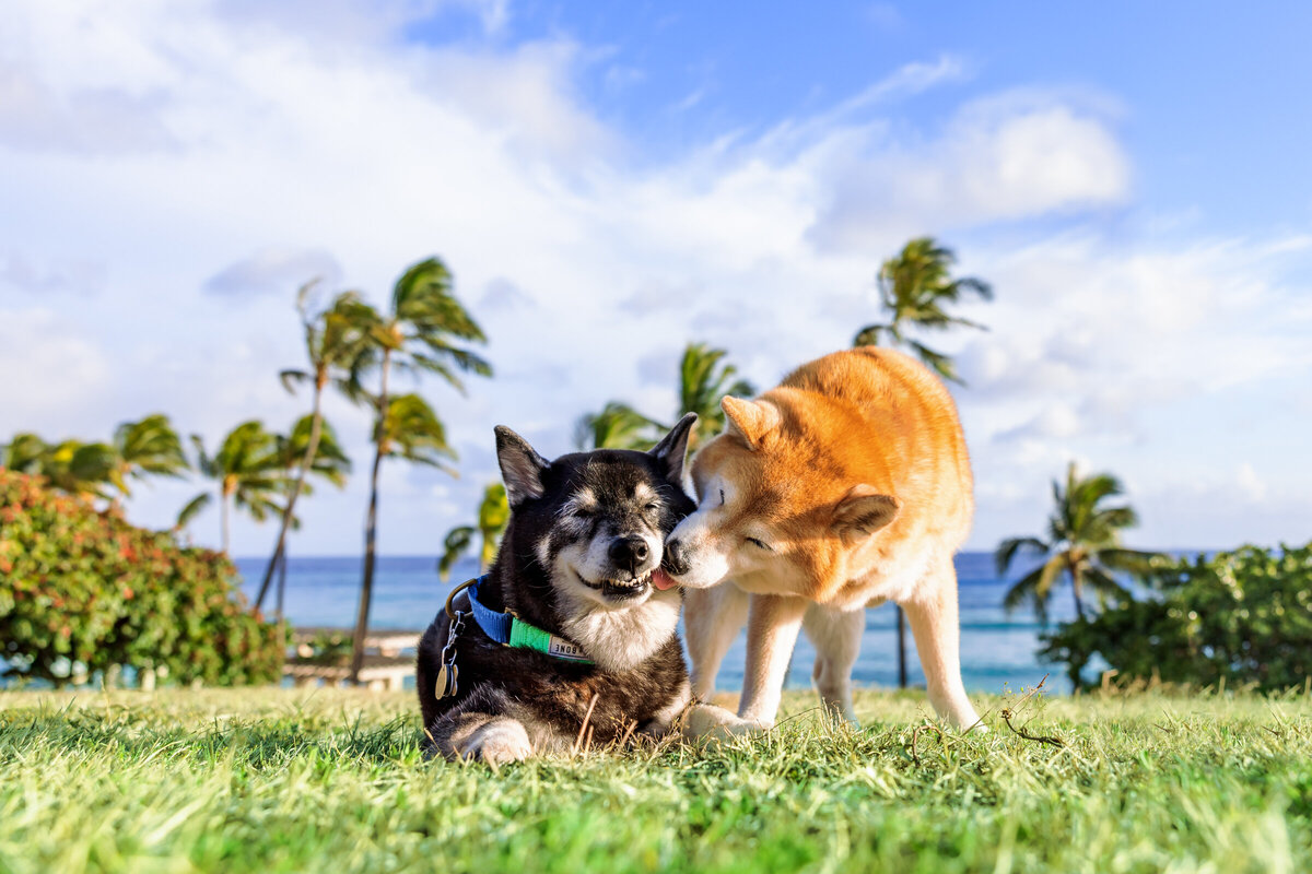 Hawaii Senior Dog Photography-53