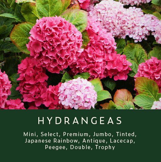 Hydrangeas