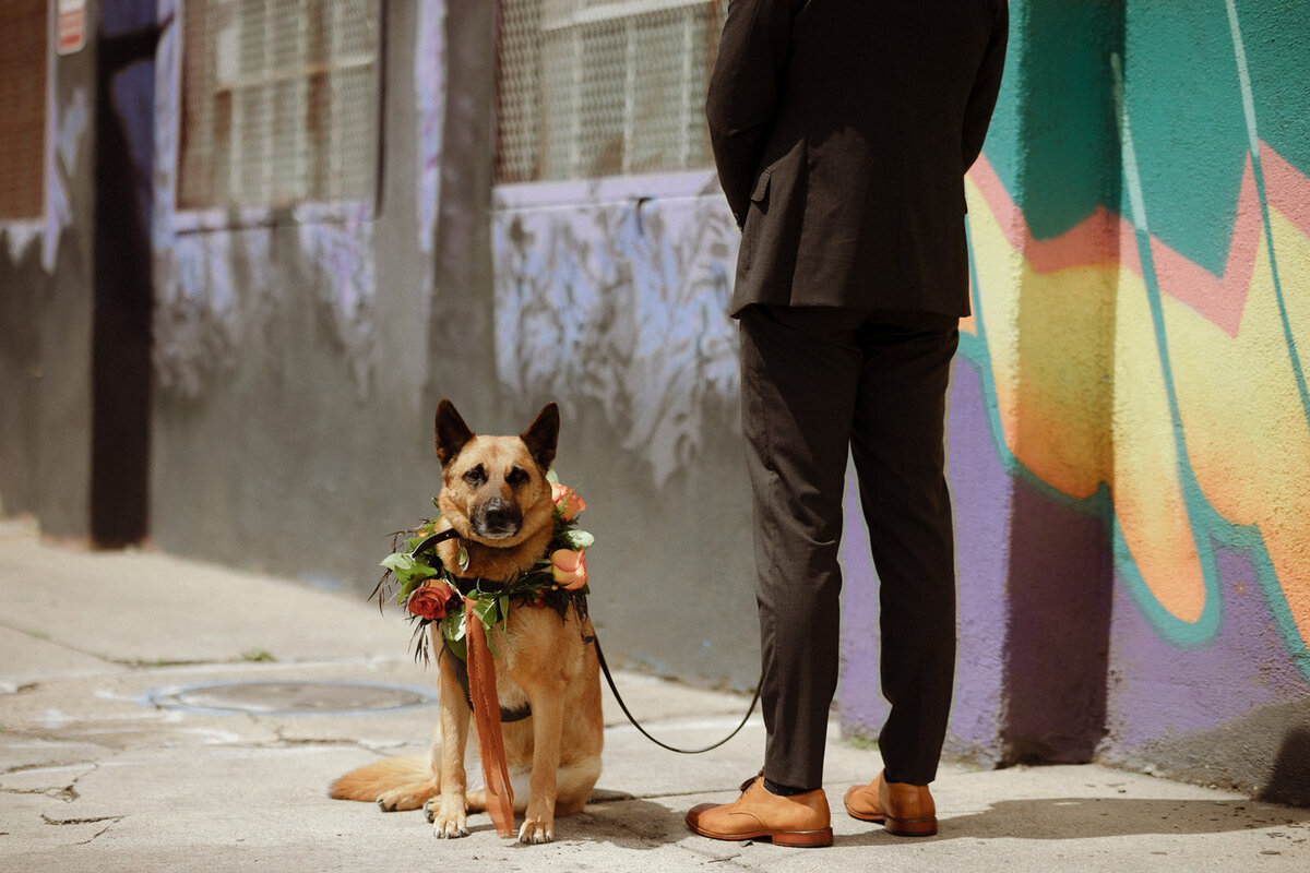 Dog with a floral collar getting ready to walk down the aisle in a wedding ceremony.