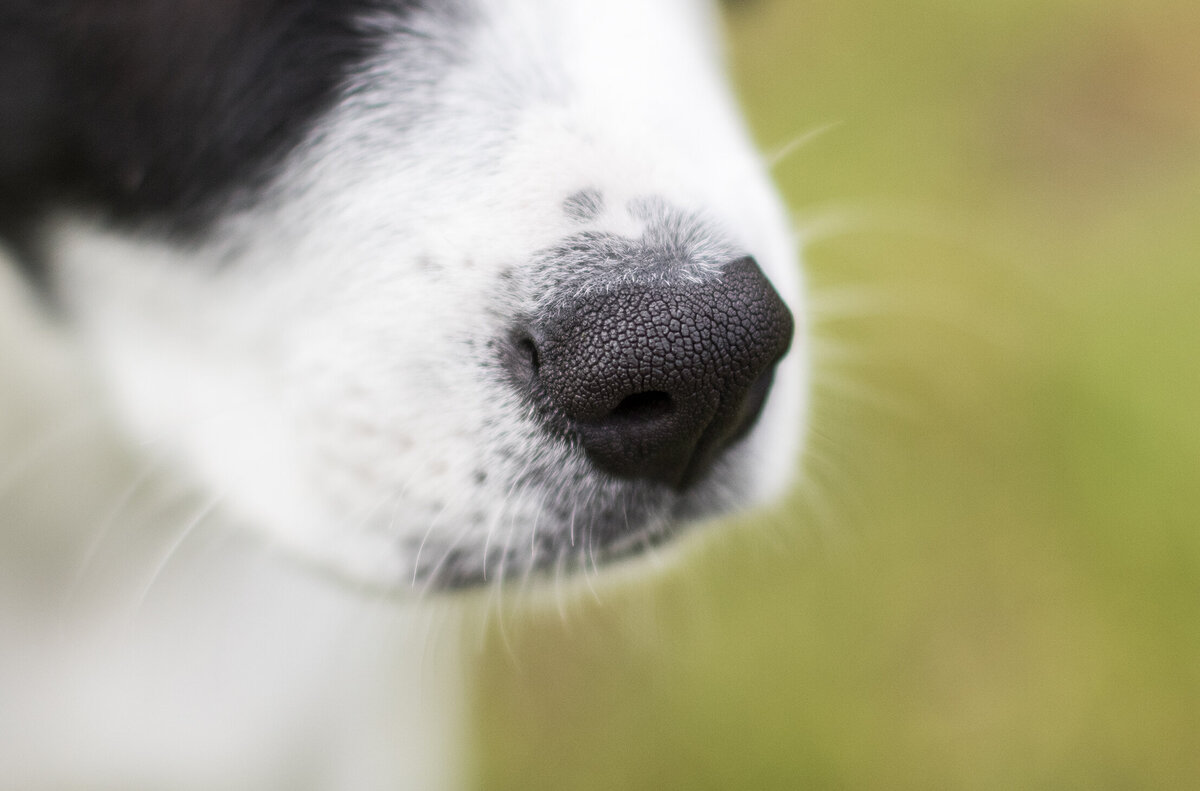 local pet photographer 4 copy