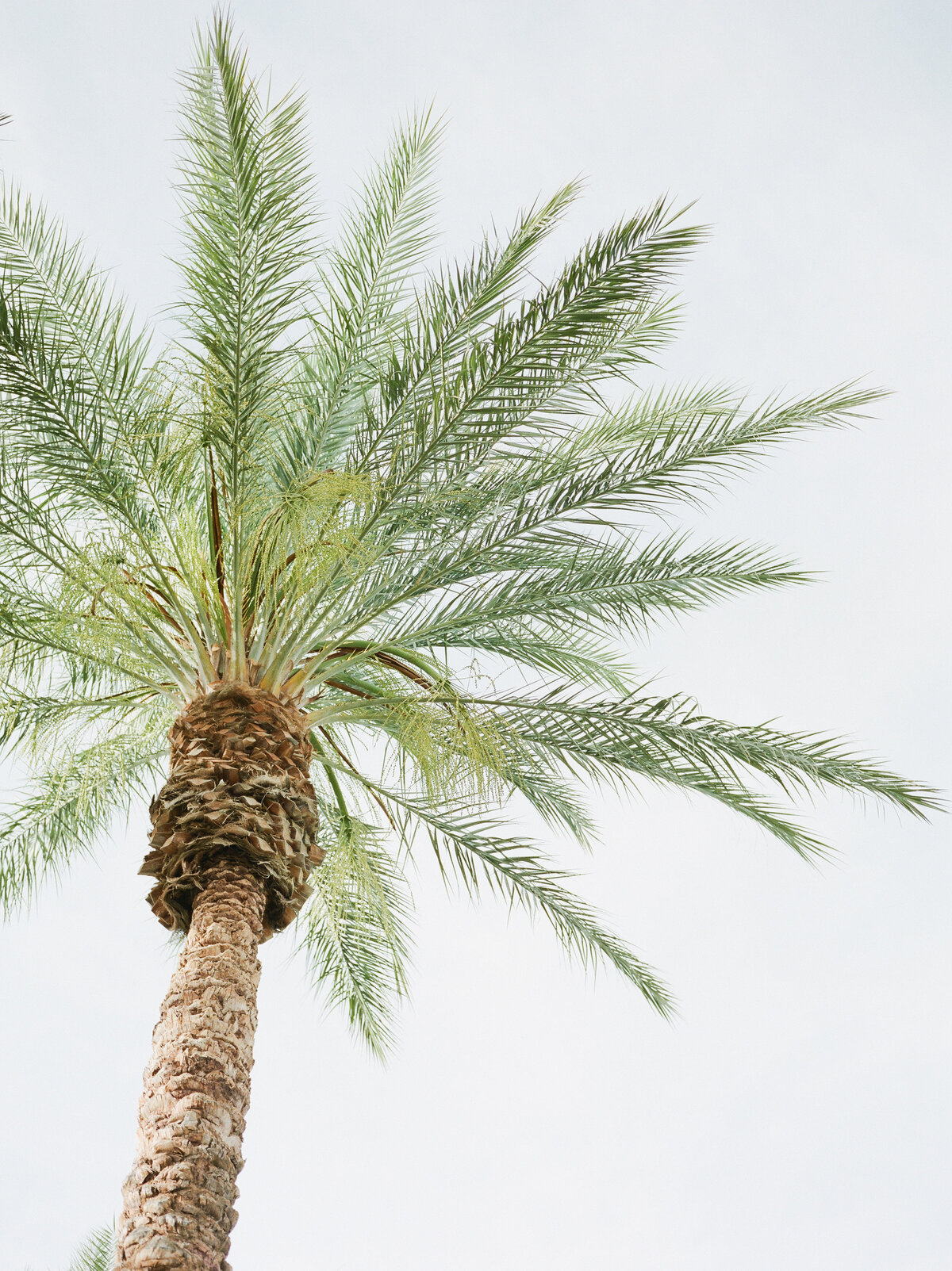 Alexa + Justin Wedding Sneaks (film)-1004