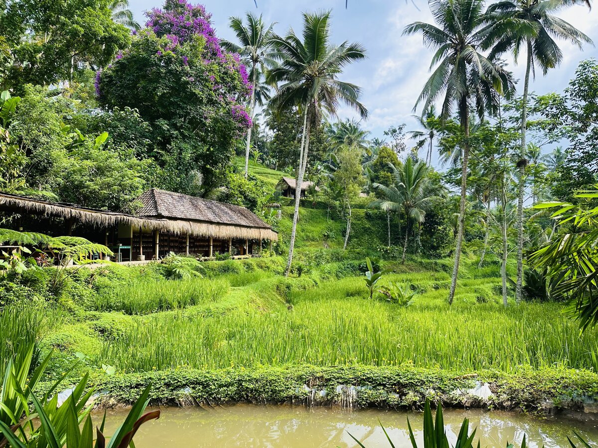 bali2 (kopie)