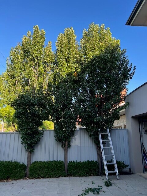 Evergreen Tree Services SA-Height Reduction-Ornamental Pears-Before