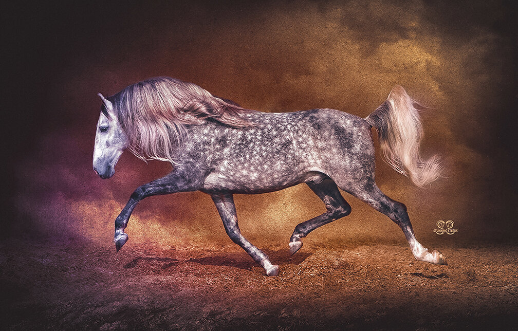 stunning-steeds-photo-dappled-andalusian-stallion
