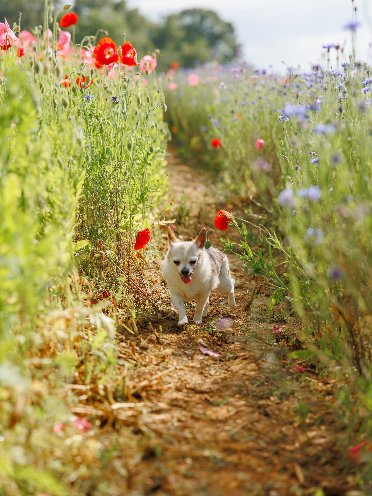 Wildflower Lilli_Web Size-10