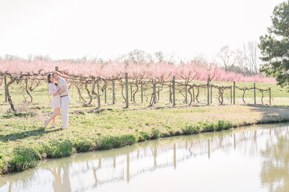 A loving engaged couple sharing a dip kiss next to a row of bright pink cherry blossom trees along a body of water at sunset as they enjoy their Raleigh wedding photography session with JoLynn Photography