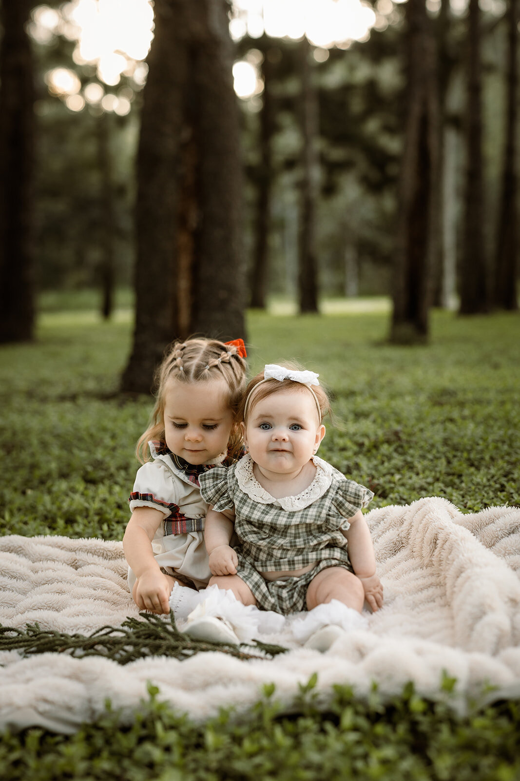 Pine tree forest mini photography - brisbane - blury photography - indooroopilly