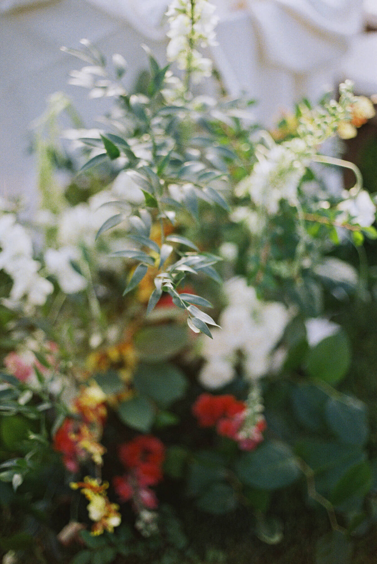 Blurred close-up of a lush floral arrangement. Green leaves and white flowers, with splashes of red and yellow blooms.