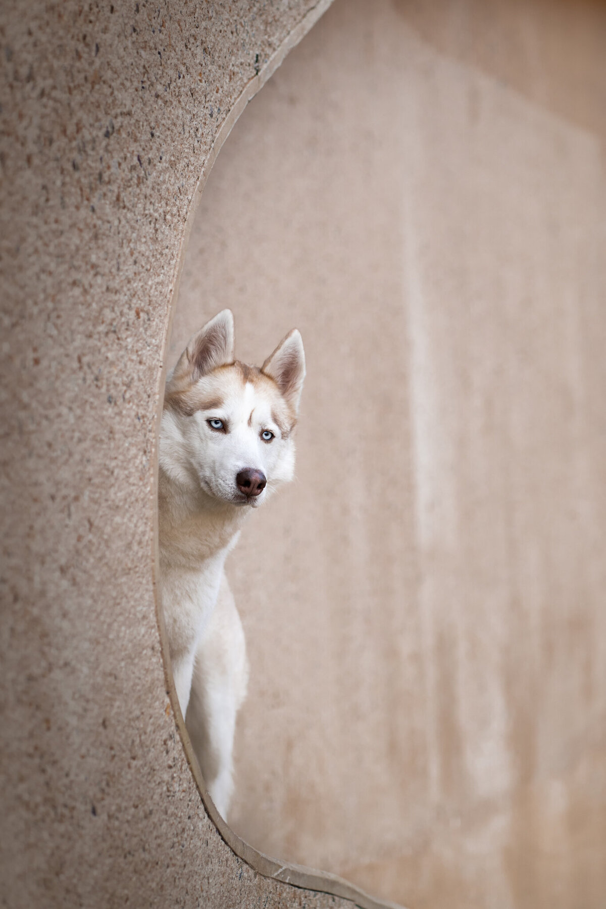 Hondenfotograaf Limburg