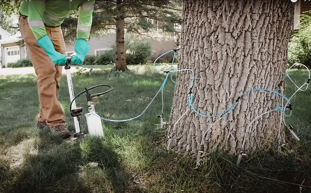 Professional arborist pumping tree chemical injection into base of tree