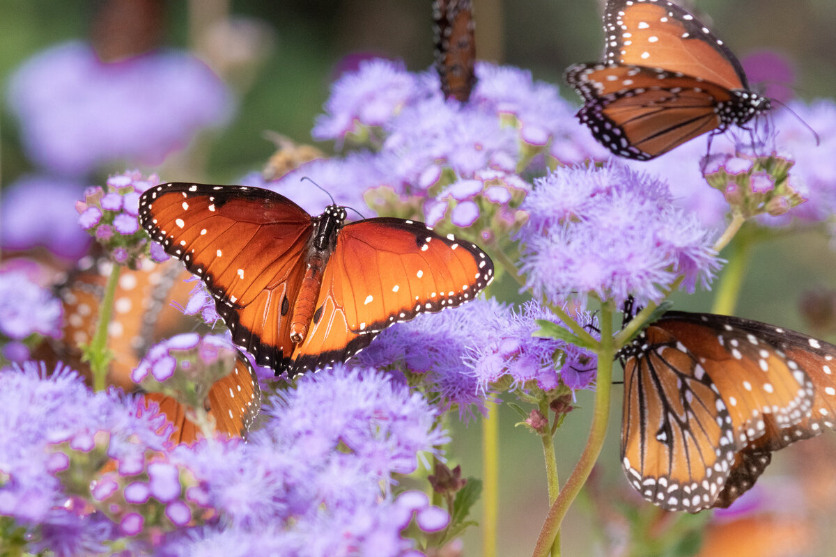 butterfly_queen_9081_C1