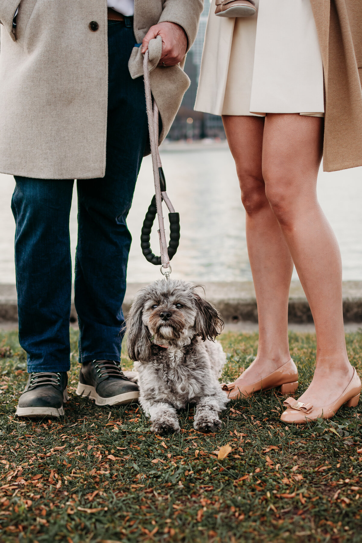 Family dog candid photo, CHicago IL